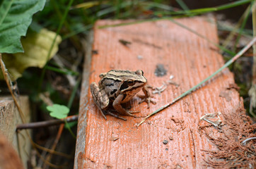 Toad frog on the orange board