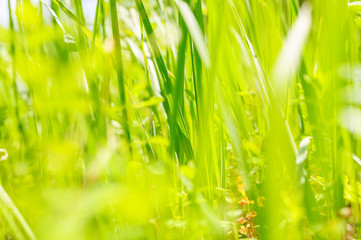 Blurred background of green grass