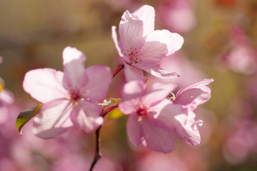 Fototapeta na wymiar blooming cherry