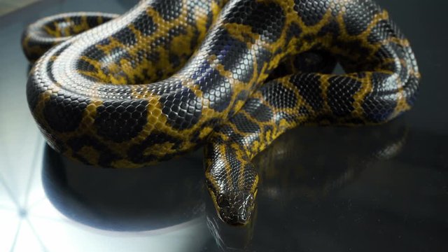 Video of breathing yellow anaconda with head