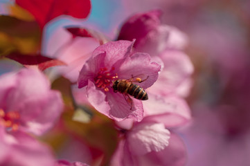Cherry flower with bee