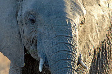 Fototapeta premium Elephant 2