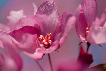 Fototapeta premium blooming cherry