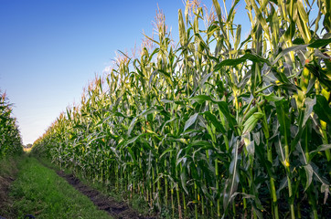 Close up of corn or maize field at sunset. Agricultural concept.