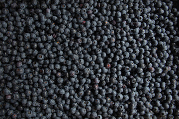 Blueberrys, lots and lots of blueberrys