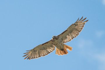 red tail hawk in flight