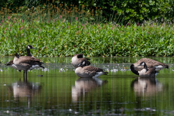 family of geese