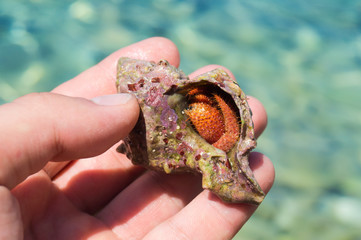  Hermit crab hiding in the sink.