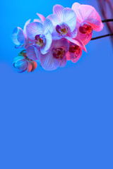 delicate pink Orchid with dew drops close-up on light blue background