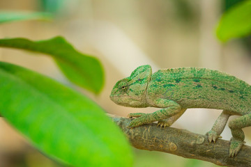 closeup of a chameleon in it's natural habitat 