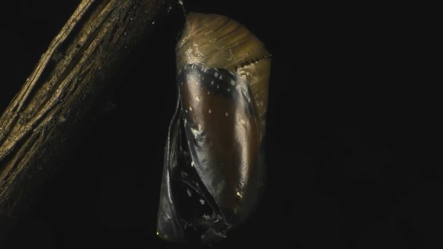 Queen butterfly emerging from chrysalis 1336 16