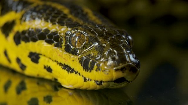 Closeup video of boa anaconda with tongue