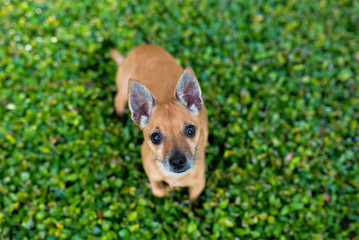 Deer Head Chihuahua outdoors,  during evening sunset. Beautiful little dog. 