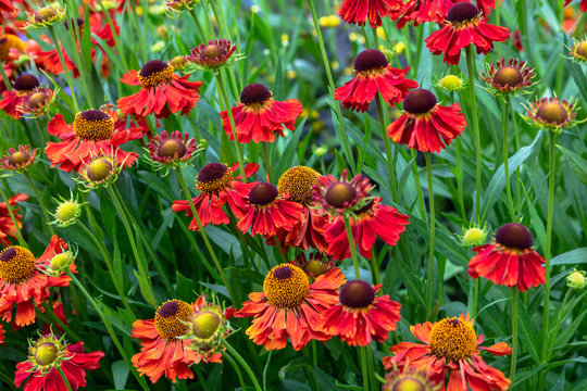 Orange daisy like flowers Helenium Moerheim Beauty in a meadow.