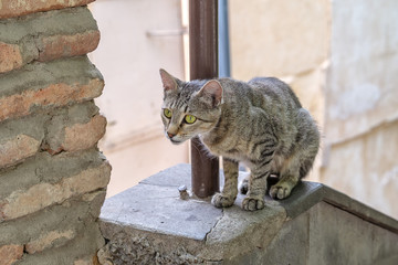 Obraz premium Gray cat closely monitors prey