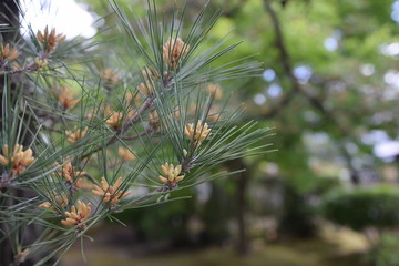 Pine tree