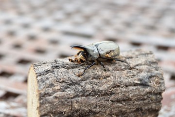 グラントシロカブト