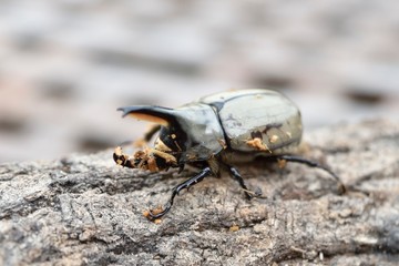 グラントシロカブト