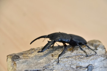 パラワンオオヒラタクワガタ