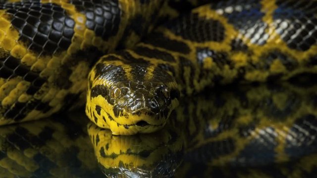 Closeup shooting of looking at camera yellow anaconda