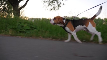 Young beagle running along path in city park, tracking shot of agile dog. Active recreation outdoors, pet fur wet after cooling down in lake water