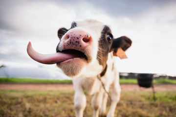 happy calf tongue