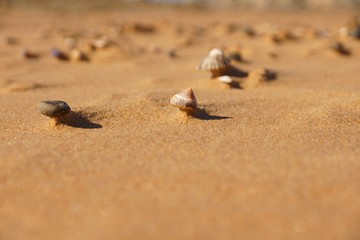 Shells on a beach during high winds