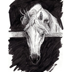 white horse head draw line © jusikp