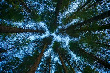 Abstract view of top of the forest by night in Bergen, Norway on July 26 2019
