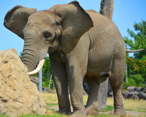 African elephants are elephants of the genus Loxodonta. The genus consists of two extant species:...