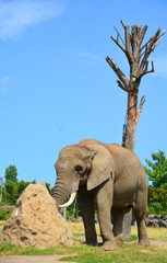 African elephants are elephants of the genus Loxodonta. The genus consists of two extant species:...