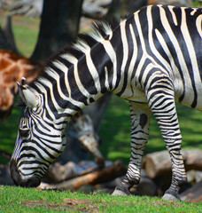 Burchell's zebra is a southern subspecies of the plains zebra. It is named after the British...