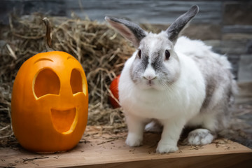 White rabbit and yellow pumpkin halloween symbol on a wooden board on a background of a wall of stone