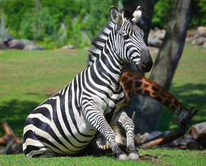 Burchell's zebra is a southern subspecies of the plains zebra. It is named after the British...