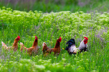 Rooster and hickens walking in green field