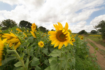  sunflower fields in sunflower photos
