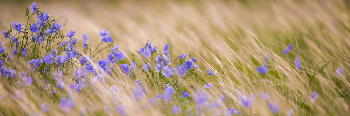 Bright delicate blue flower of ornamental flower of flax and its shoot against complex background....