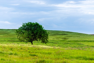 A beautiful summer day in a rural area. A field with a solitary tree, plants and green grass.