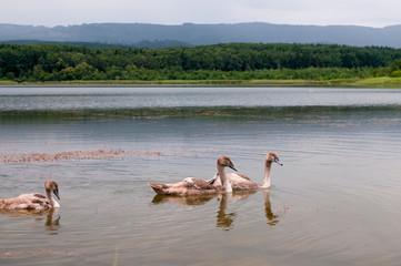 Naklejka premium white swans with small swans on the lake
