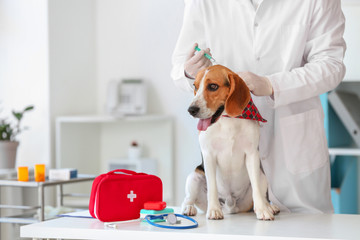 Veterinarian vaccinating cute dog in clinic