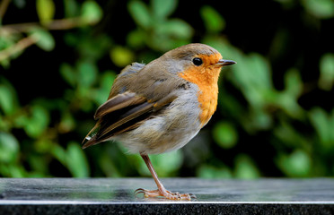 young little robin in front of a blurred green background