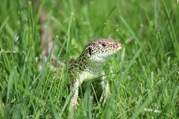 Zauneidechse im Gras