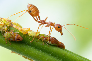 Ants and leafhopper on green tree over natural background concept for  pesticdes or pest control in agriculture garden
