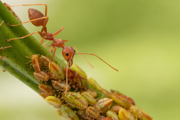 Ants and leafhopper on green tree over natural background concept for  pesticdes or pest control in...