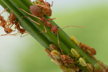Ants and leafhopper on green tree over natural background concept for  pesticdes or pest control in agriculture garden