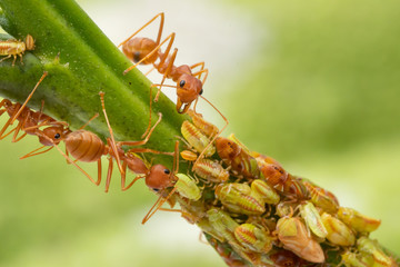 Ants and leafhopper on green tree over natural background concept for  pesticdes or pest control in agriculture garden