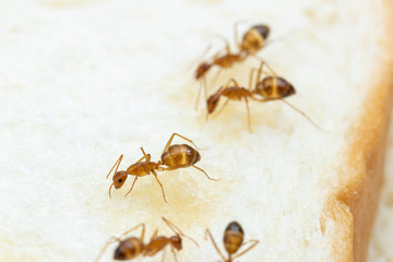 Anoplolepis gracilipes, yellow crazy ants, on .Sliced ​​bread,Concept for pest control and contaminate  food
