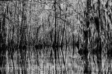 Bare cypress trees in the swamps of Louisiana in black and white