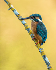  kingfisher, Alcedo atthis,kingfisher, ornithology, fishing, river, bird