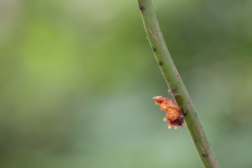 Transformation of common rose butterfly emerging from cocoon, chrysalis